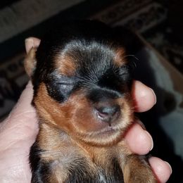Yorkipoo and Yorkshire Terrier Puppies from Danza Bolo