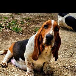 Bayou - Basset Hound
