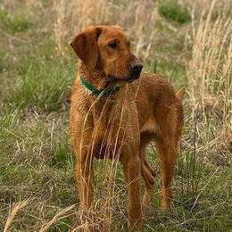 Beignet - Labrador Retriever