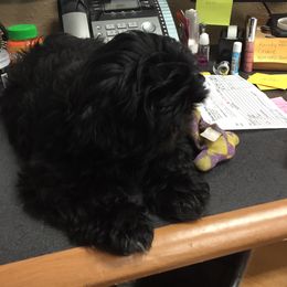 Shih Tzu Puppies from Sweet on Tzu