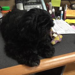 Shih Tzu Puppies from Sweet on Tzu