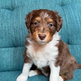 Golden (blue) - Red tri-color female Aussiedoodle puppy in Watertown, Wisconsin from Little Bear Paws Aussiedoodles