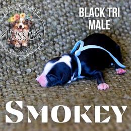 Smokey - Black tri male Miniature American Shepherd puppy in Ferndale, California from Lost Coast Aussies