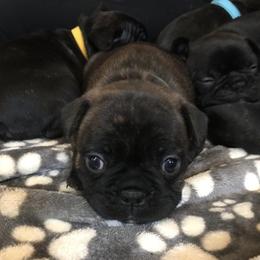 French Bulldog Puppies from Smalltown Frenchies