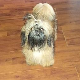 Anastasia - Shih Tzu