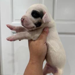 Jelly Roll - Mantle male Great Dane puppy in Florida from Beachside Kennels