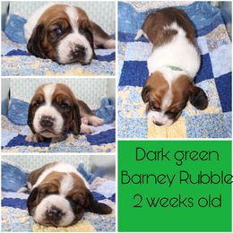 Boy 2 - Basset Hound puppy in Texas from Basset Hounds of Jacksboro, Tx