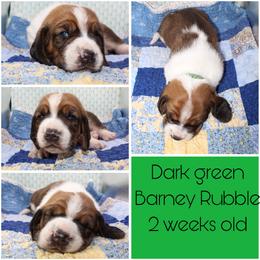 Boy 2 - Basset Hound puppy in Texas from Basset Hounds of Jacksboro, Tx