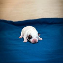 Brown collar - Red speckled male Australian Cattle Dog puppy in Spokane, Washington from 4D Cattle Dogs