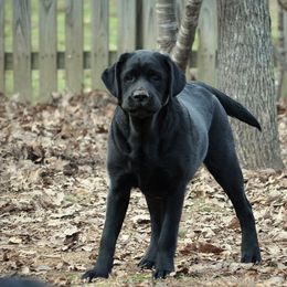 Labrador Retriever Puppies from EverOak Labradors
