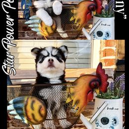 Pomsky Puppies from Star Power Pomskies