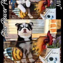Pomsky Puppies from Star Power Pomskies