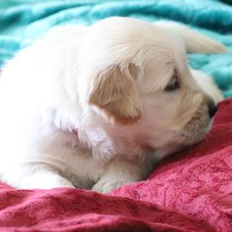 Golden Retriever Puppies from Golden M Family Farms