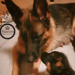 Viktoria - German Shepherd