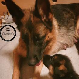 Viktoria - German Shepherd