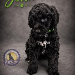 Cartwright's John the Beloved Witness - Black male Poodle puppy in Albany, Kentucky from Impressive Cartwright Standards