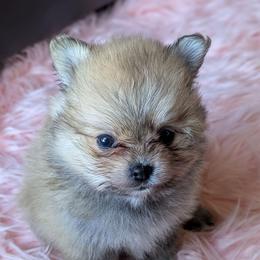 Blossom - Orange sable female Pomeranian puppy in Utah from Pop Off Pomeranians