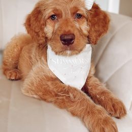 Goldendoodle Puppies from Summer Sun Doodles