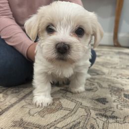 Sugar - White and tan female Morkie puppy in Sandown, New Hampshire from Pawsitive Paws🐾