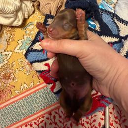 Charlie - Chocolate male Dachshund puppy in Bergen, New York from T. Rex Doxies & Friends