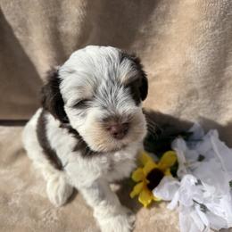 Orchid - Parti male Miniature Schnauzer puppy in Menifee, California from Violet’s Meadow