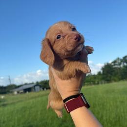 MWM2 cream or red - Cream male Dachshund puppy in Carthage, Texas from Rafter C Ranch Doxies