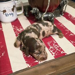 Brisket - Dapple male Dachshund puppy in Castalia, North Carolina from Short Stuff Doxies