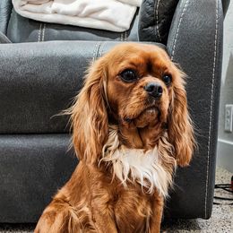 Ruby - Cavalier King Charles Spaniel