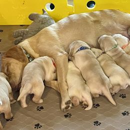 Dachshund and Labrador Retriever Puppies from Honeydew Ranch