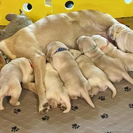 Dachshund and Labrador Retriever Puppies from Honeydew Ranch