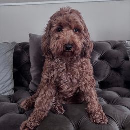 Halo - Goldendoodle