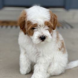 Copper - Goldendoodle