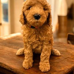 Lumi - Red  female Goldendoodle puppy in Macclenny, Florida from Baker County Goldendoodles