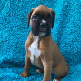 Boxer Puppies from Furevermore Boxers