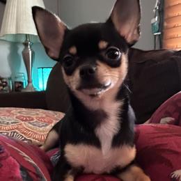 Lexi - Chihuahua
