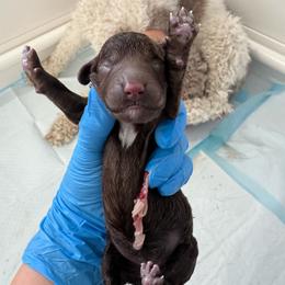 Moana - Tan Collar - Chocolate female Labradoodle puppy in Lehi, Utah from Our Little Farm Life Doodles