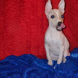 Apricot Jelly - Apricot female American Hairless Terrier puppy in Lebanon, Missouri from Hearts Companions
