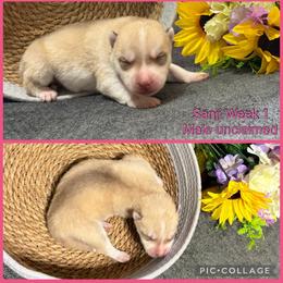 Sanji - Red and white male Siberian Husky puppy in Canton, Ohio from Bleu Skies Siberian Huskies