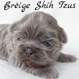 GRACIE - ADOPTED! - Lilac female Shih Tzu puppy in Middle Grove, New York from Beirin Breige Shih Tzus