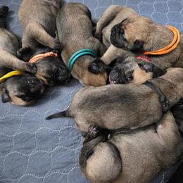 Tilly - Red female Bullmastiff puppy in South Attleboro, Massachusetts from Bessettes Bullies