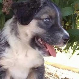 Australian Shepherds from Socialization