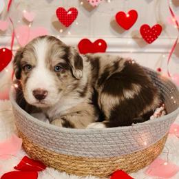 Red Merle - Brown merle male Aussiedoodle puppy in Oklahoma City, Oklahoma from Royal Paw Aussiedoodles