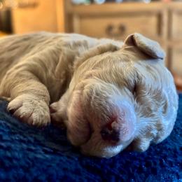 Snowflake - white collar female - Parti female Goldendoodle puppy in Eunice, Louisiana from Maison De Pawz
