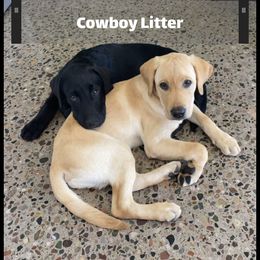 Labrador Retriever Puppies from Lothlorien Labradors