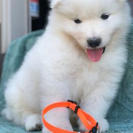 Samoyed puppies from Morning Star Samoyeds
