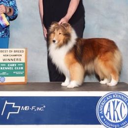 Shetland Sheepdog All Grown Up from Wistwin