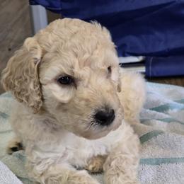 Poodle Puppies from Windy Oak Kennels