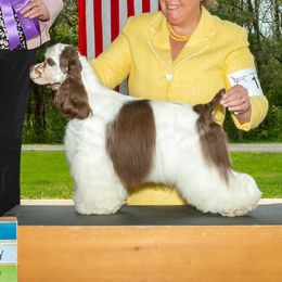 Drew - Cocker Spaniel