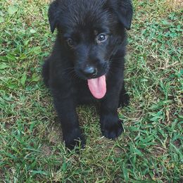 German Shepherd Puppies from Triple K Kennels