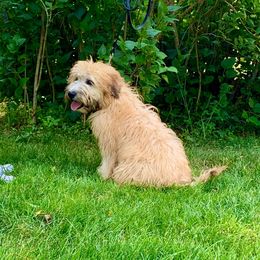 Soft Coated Wheaten Terrier Puppies from Wildfire Ridge Inc